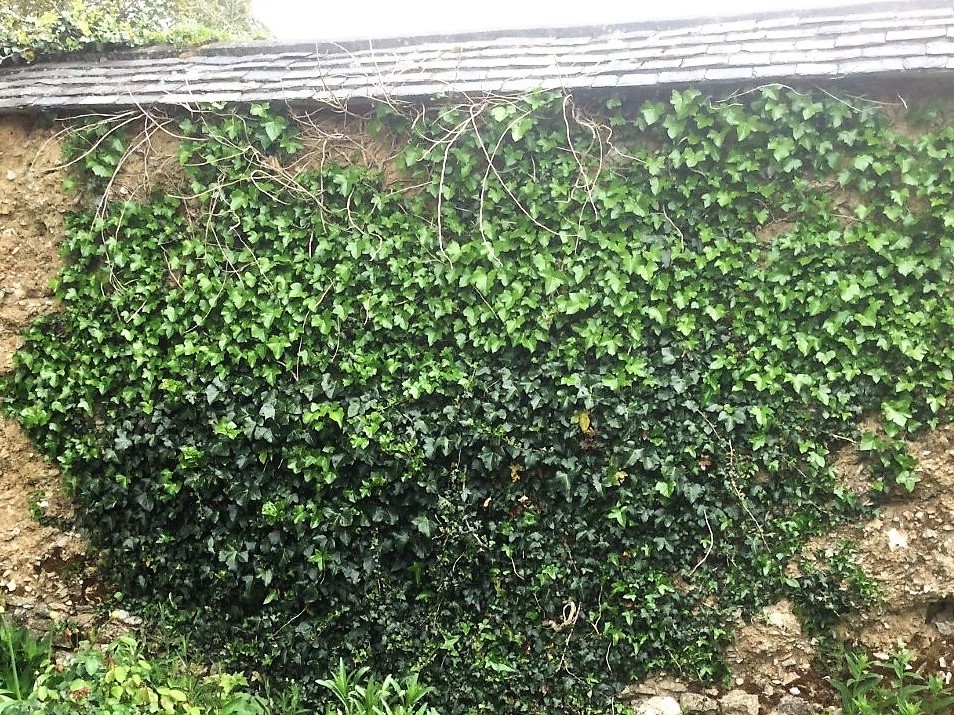 Historic Walls and Ivy 